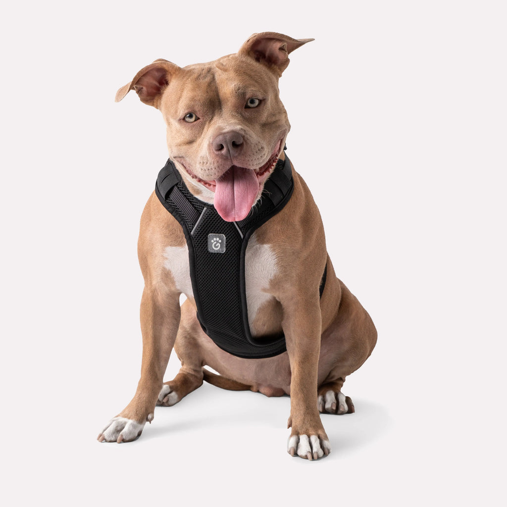 Dog Travel Harness Dog Safety GF Pet Official Online Store