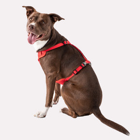 Dog Travel Harness GF PET Travel & Outdoors GF Pet Official Online Store