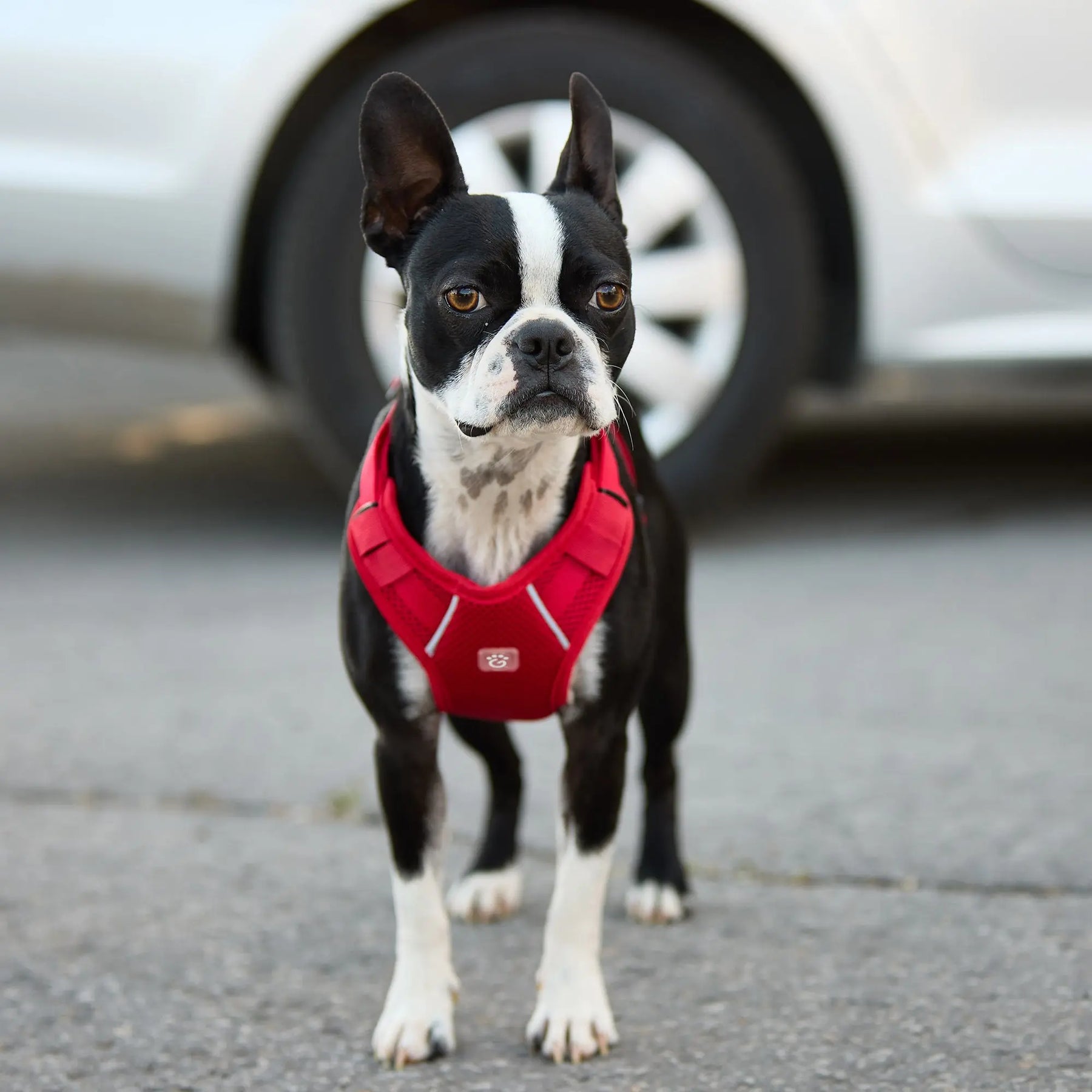 Dog Travel Harness GF PET Travel & Outdoors GF Pet Official Online Store