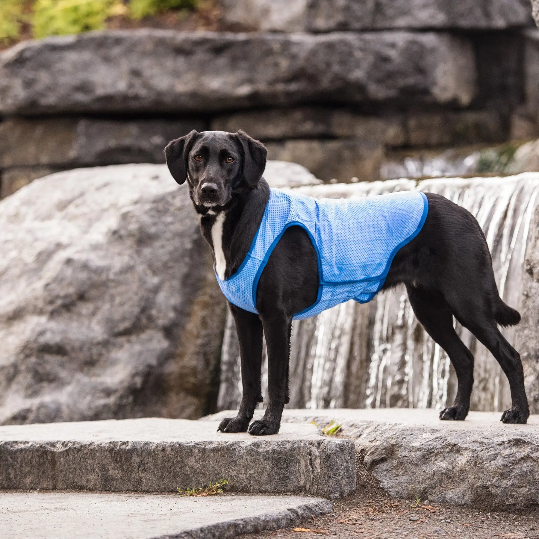 Elasto-Fit¨ Ice Vest¨ | Dog Cooling Vest GF PET Cooling GF Pet Official Online Store