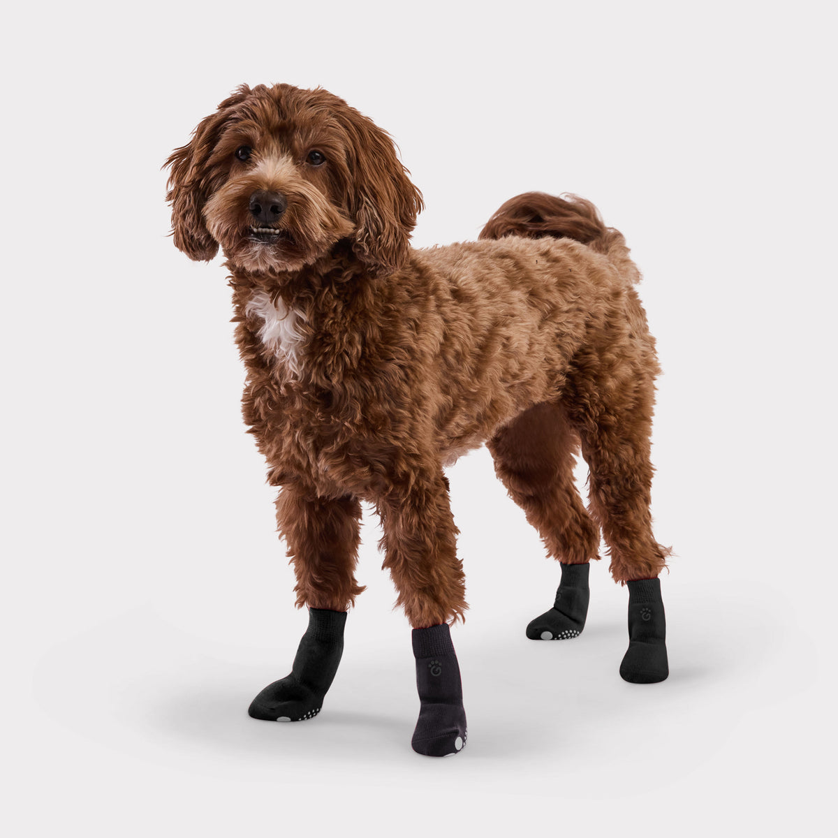 A brown curly-haired dog wearing black paw boots, standing against a light gray studio background.