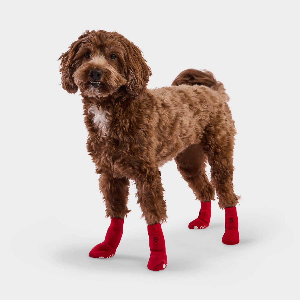 A brown curly-haired dog wearing bright red dog socks with white grip dots, standing against a light gray studio background.