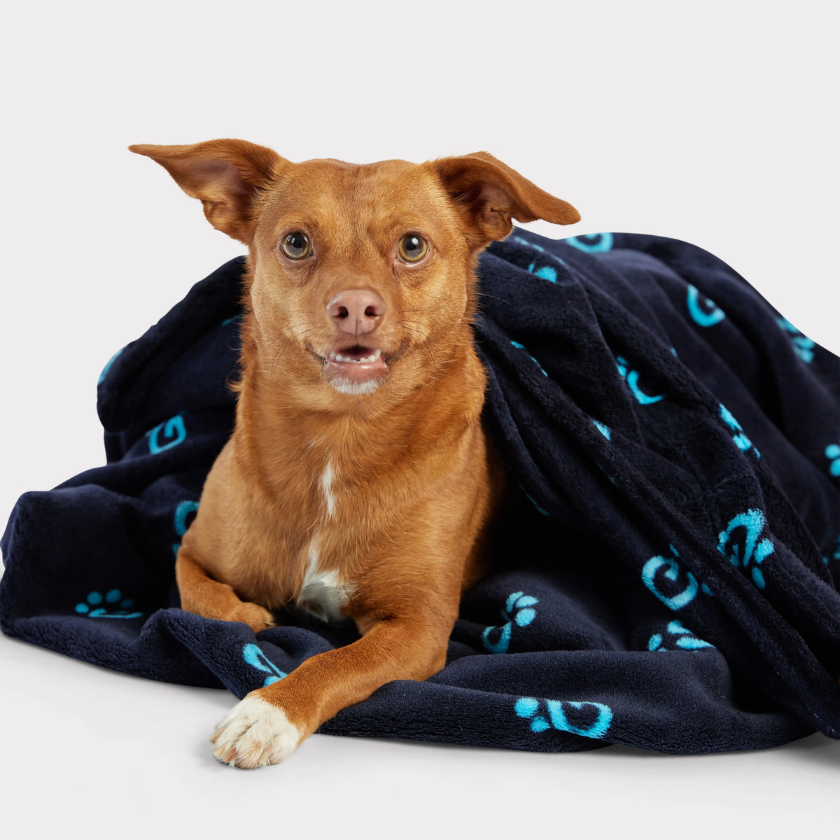 GF PET® Logo Blanket | Navy GF PET  GF Pet Official Online Store