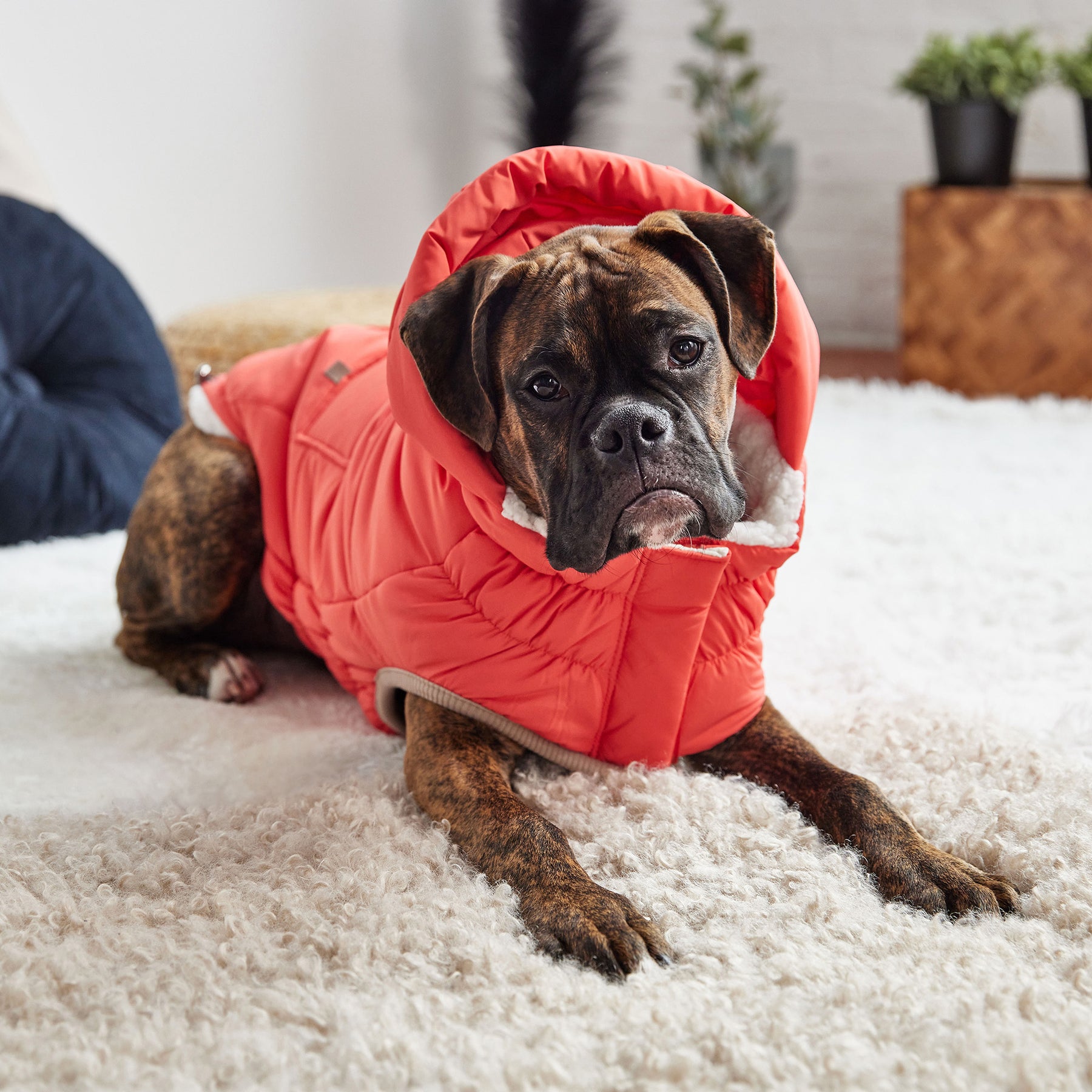 Parka nordique pour chien InFiber™ | Cayenne