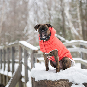 Parka nordique pour chien InFiber™ | Cayenne