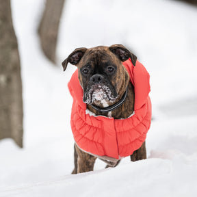 Parka nordique pour chien InFiber™ | Cayenne