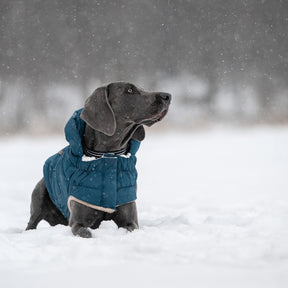 InFiber™ Nordic Dog Parka | Dark Teal