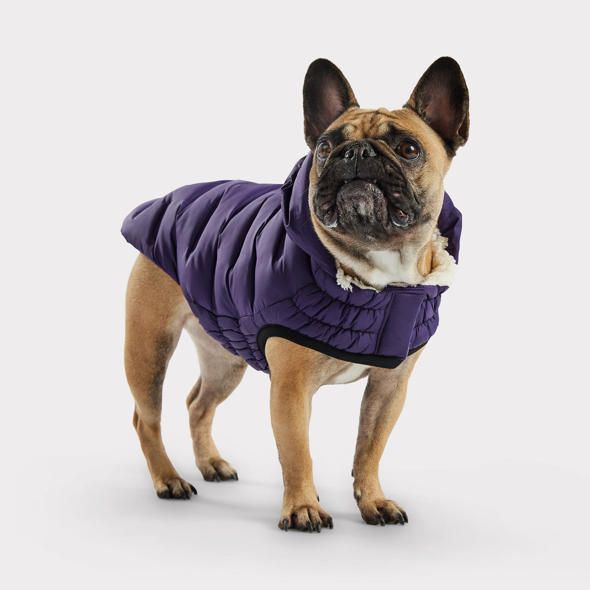 Cloud Dog Parka | Purple