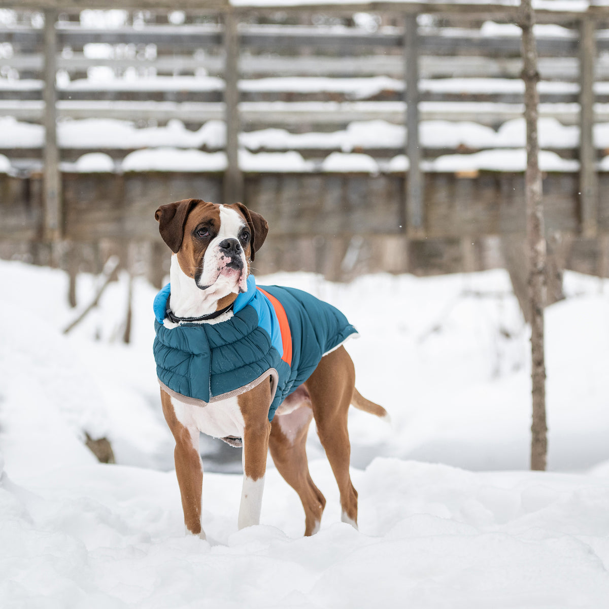 Puffer pour chien bloc de couleur | Sarcelle foncée