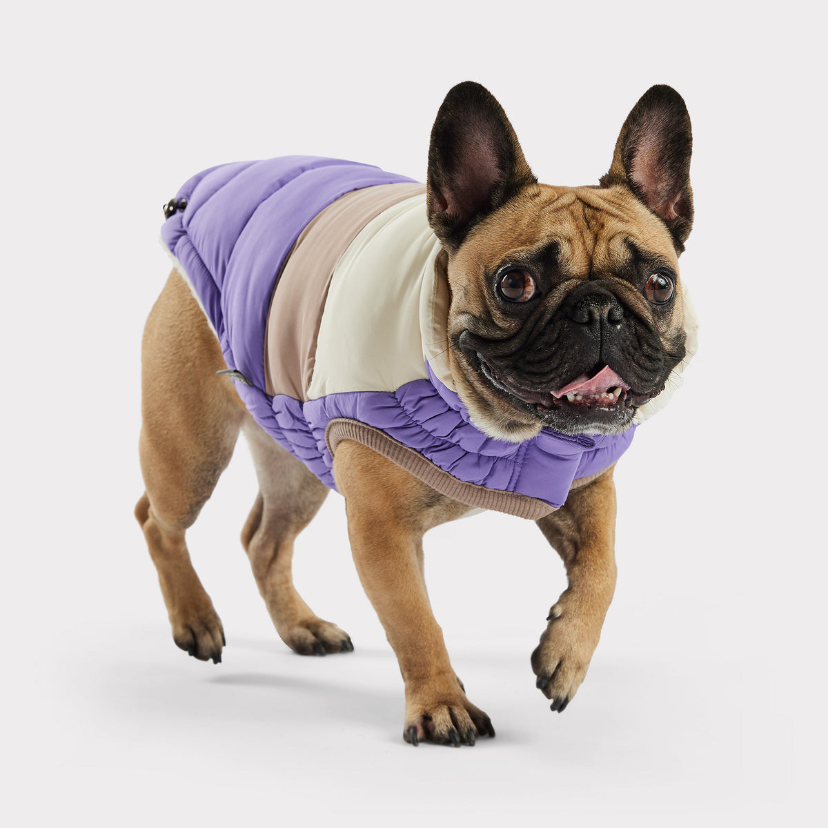 Puffer pour chien bloc de couleur | Violet