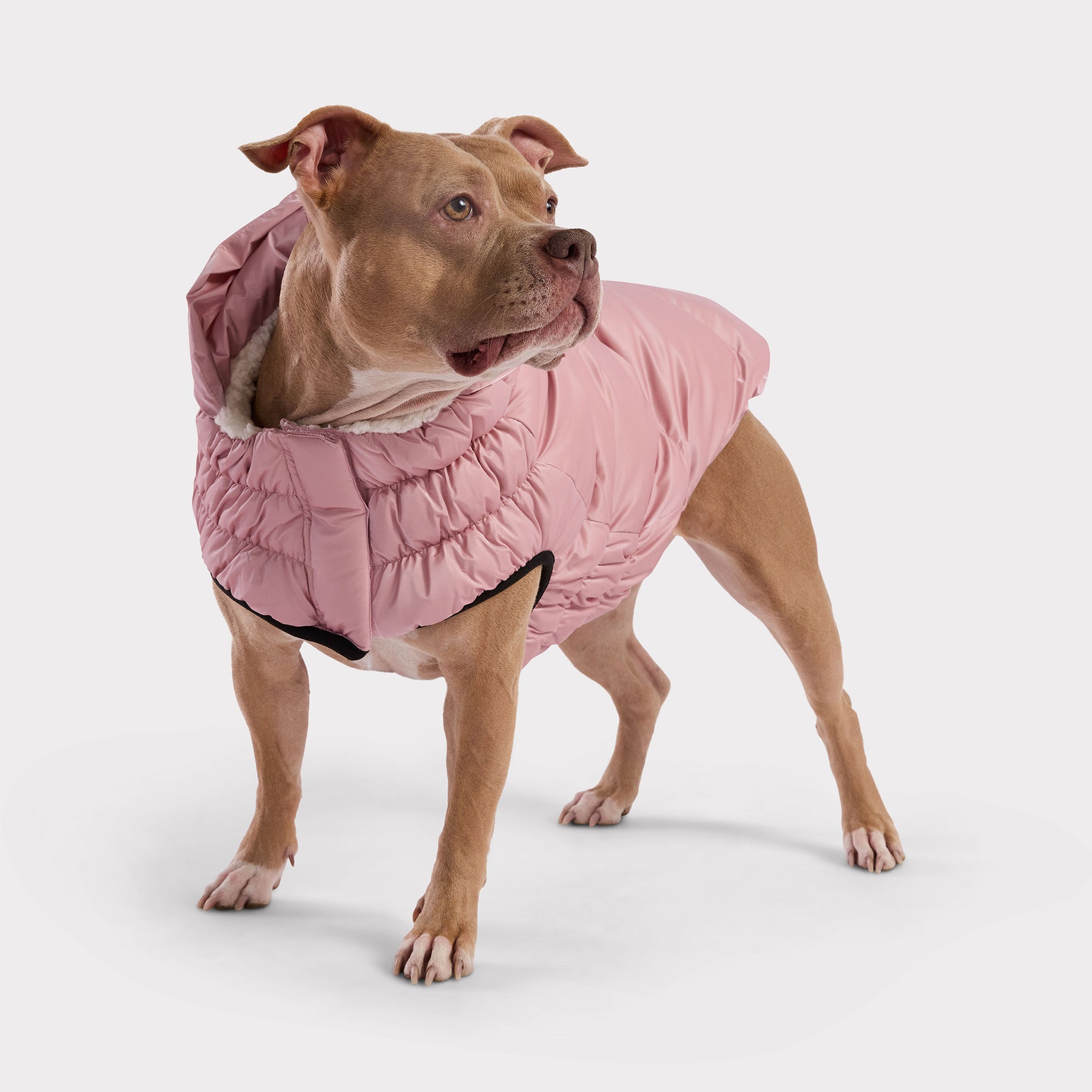 Lunar Glow Dog Parka | Pink