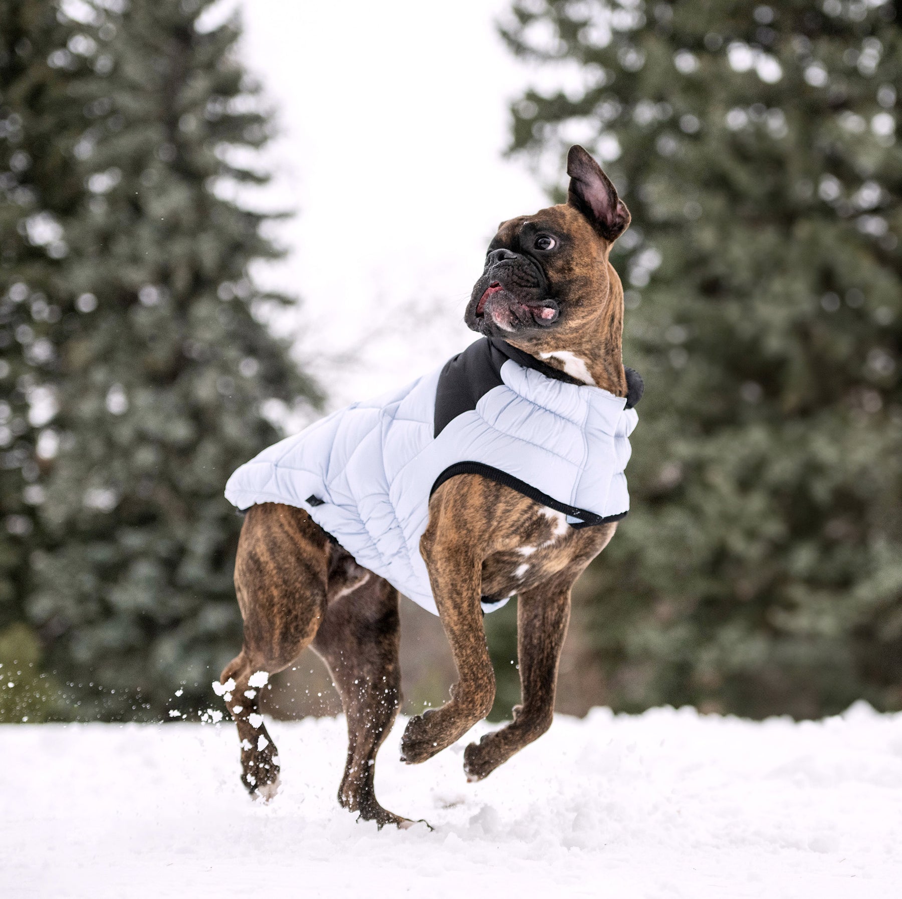 Diamond Dog Puffer | Blue