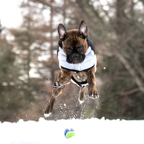 Diamond Dog Puffer | Blue