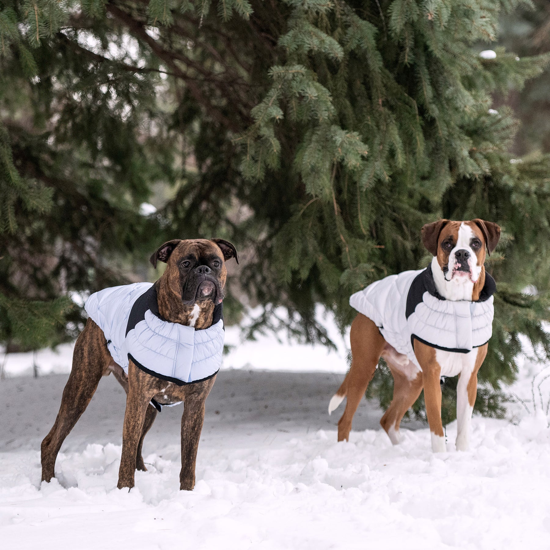 Diamond Dog Puffer | Blue