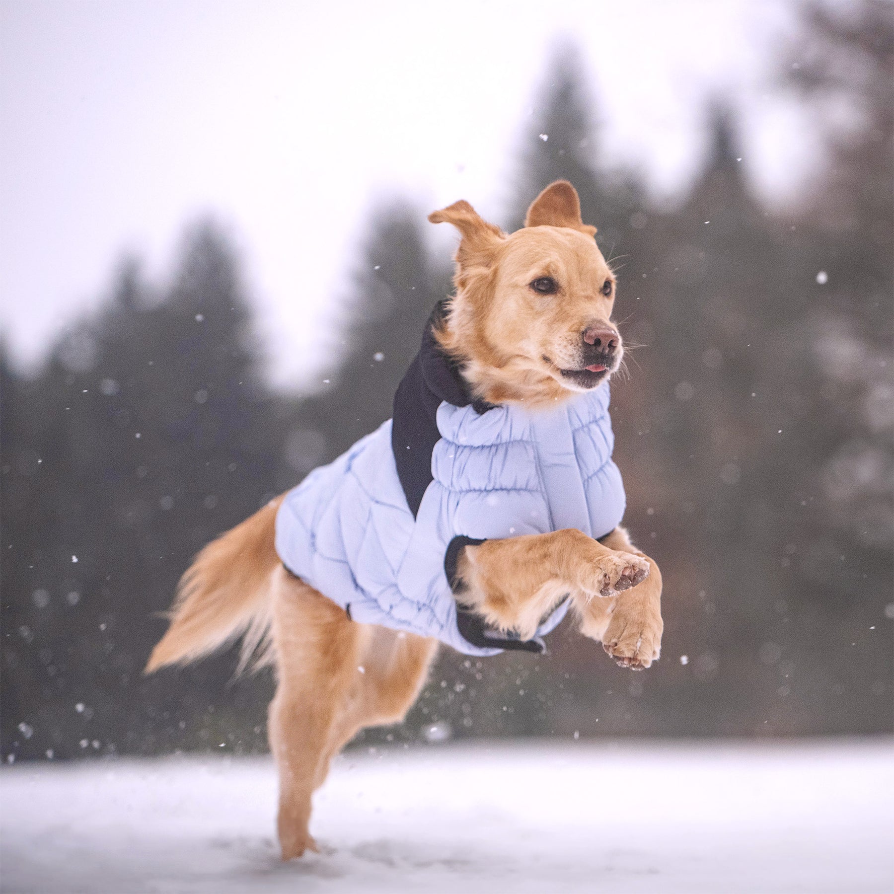 Diamond Dog Puffer | Blue