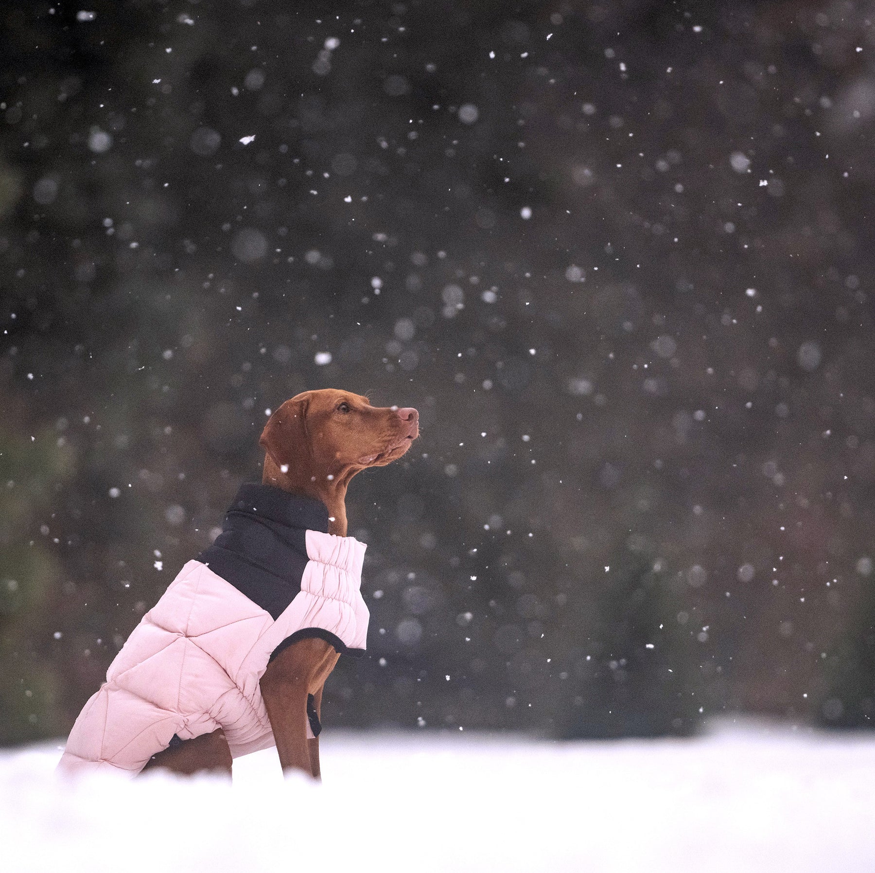 Diamond Dog Puffer | Pink