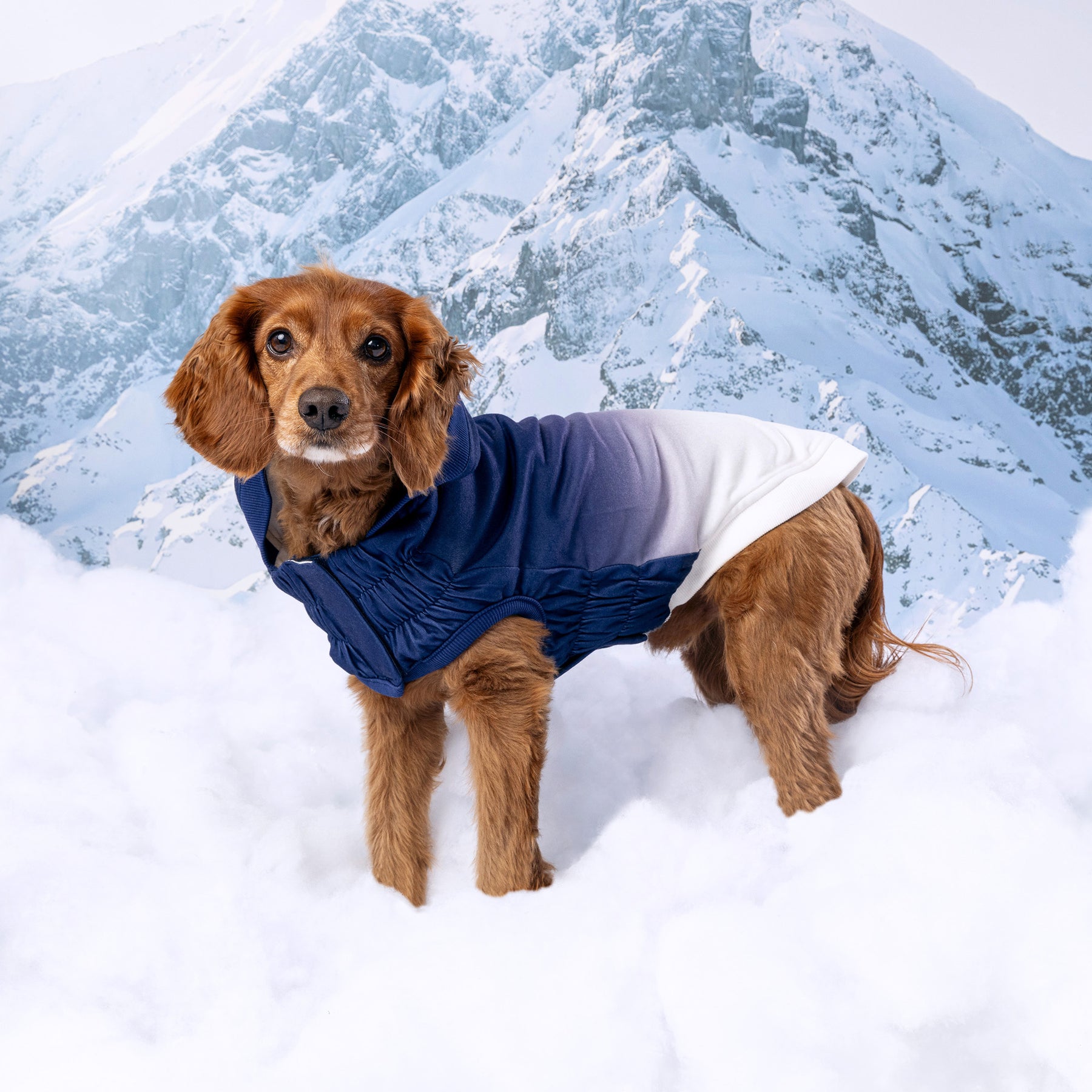 Frost Paws Navy Dog Hoodie – Been There Chewed That Motif, Unisex, Polyester, 3 Sizes