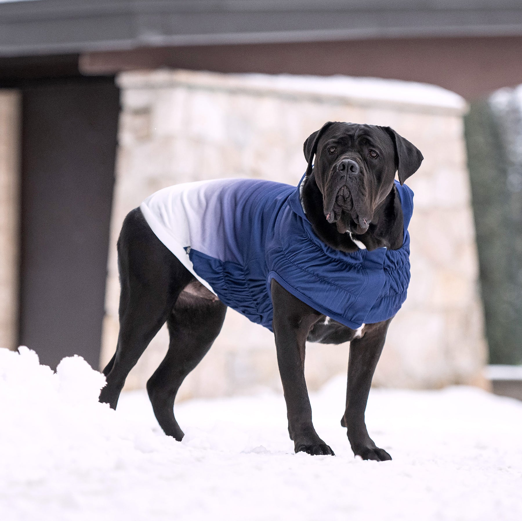 Good Vibes Dog Hoodie | Blue