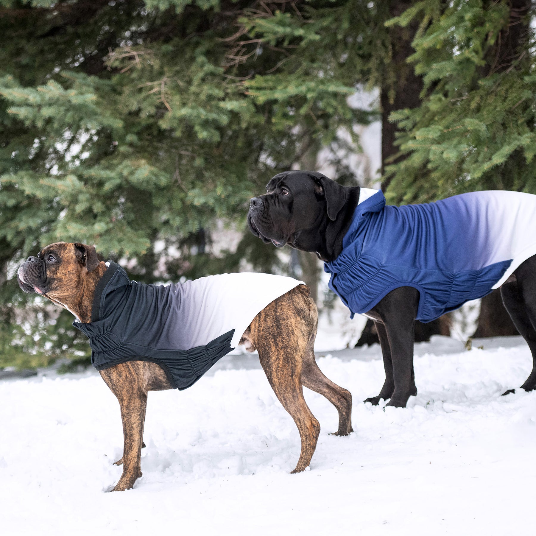 Good Vibes Dog Hoodie | Blue