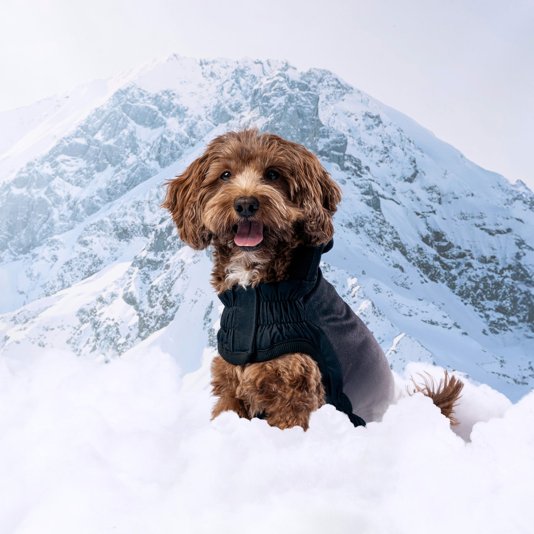 Good Vibes Dog Hoodie | Charbon de bois