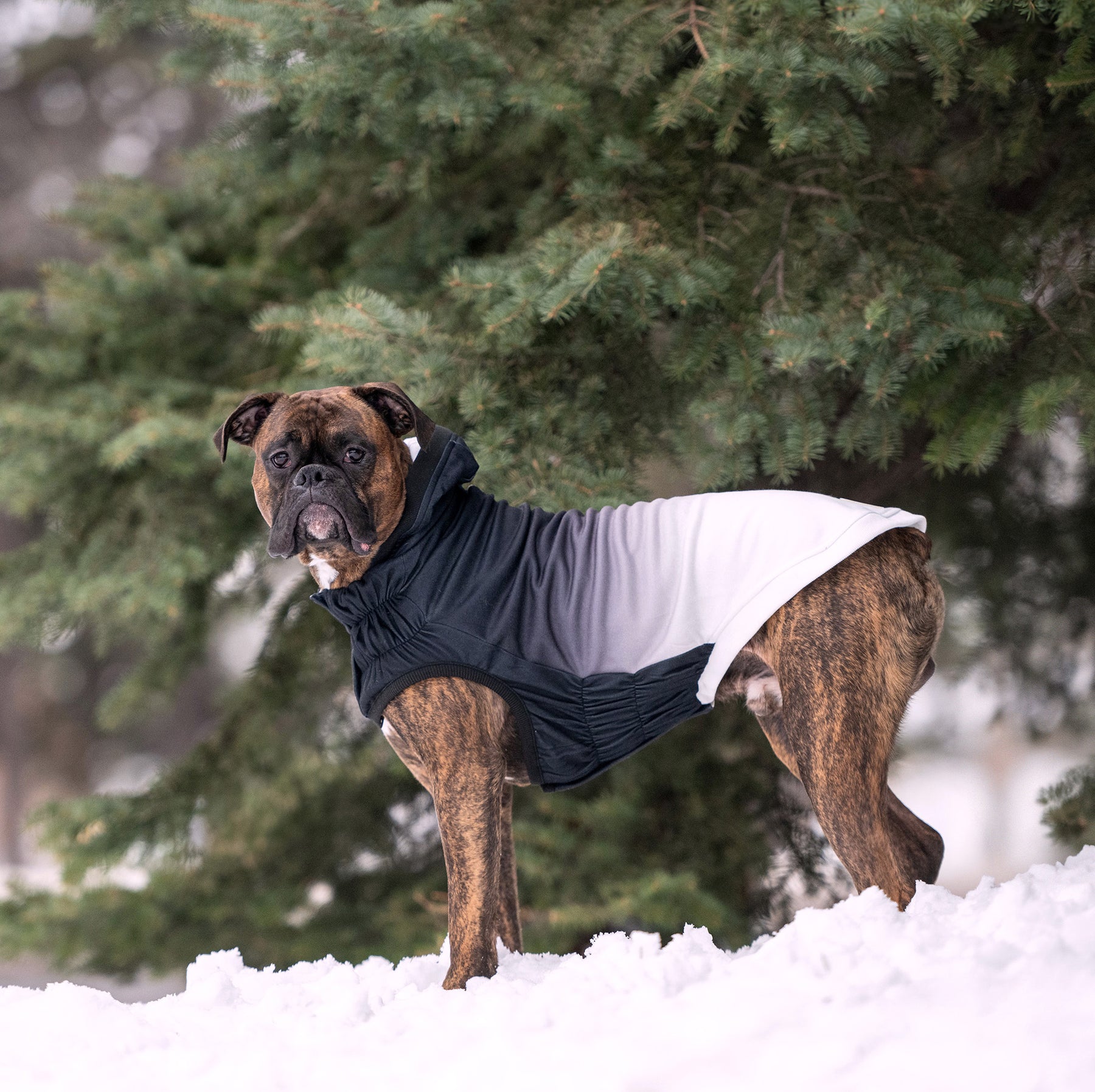 Good Vibes Dog Hoodie | Charbon de bois