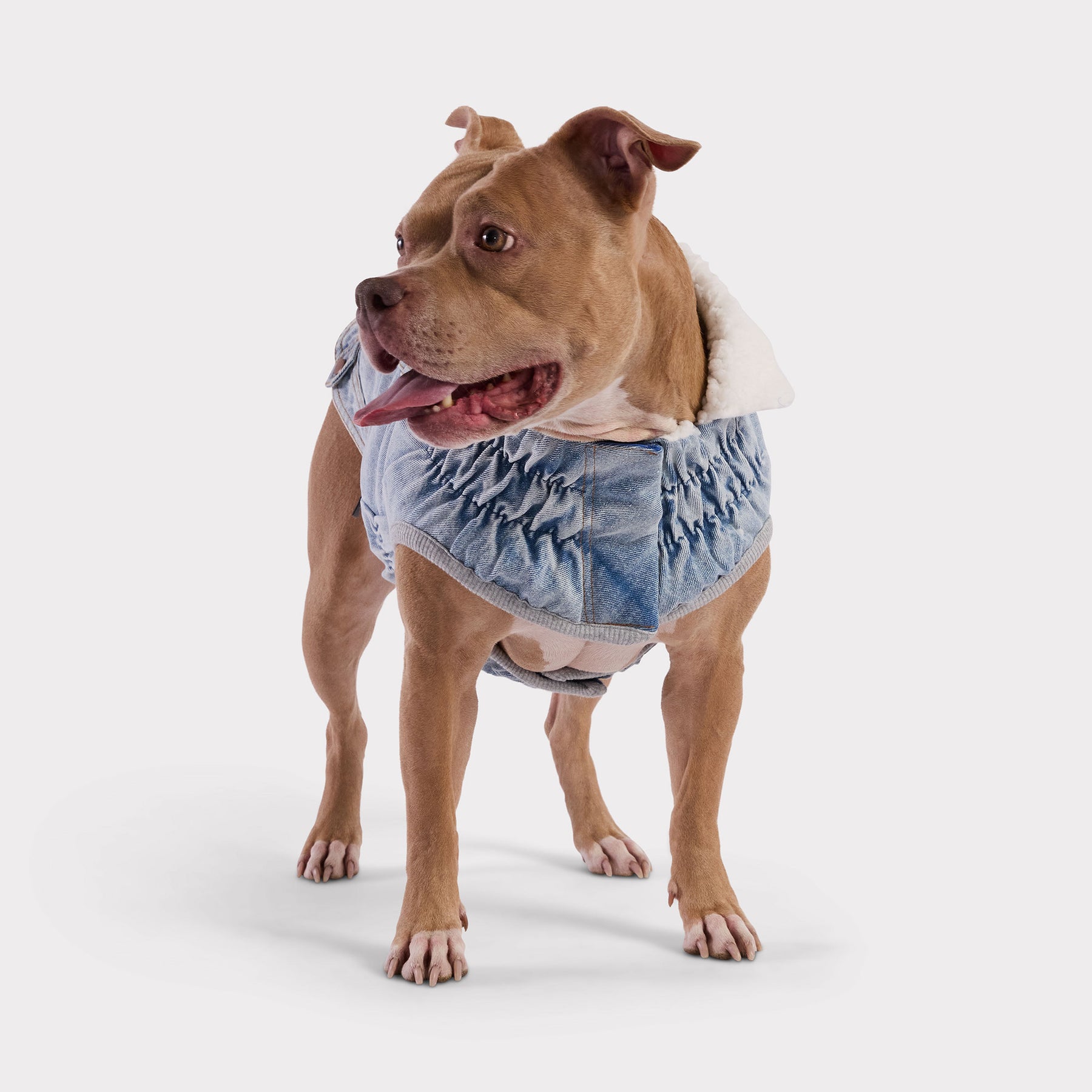 Northside Denim Dog Jacket | Light Wash