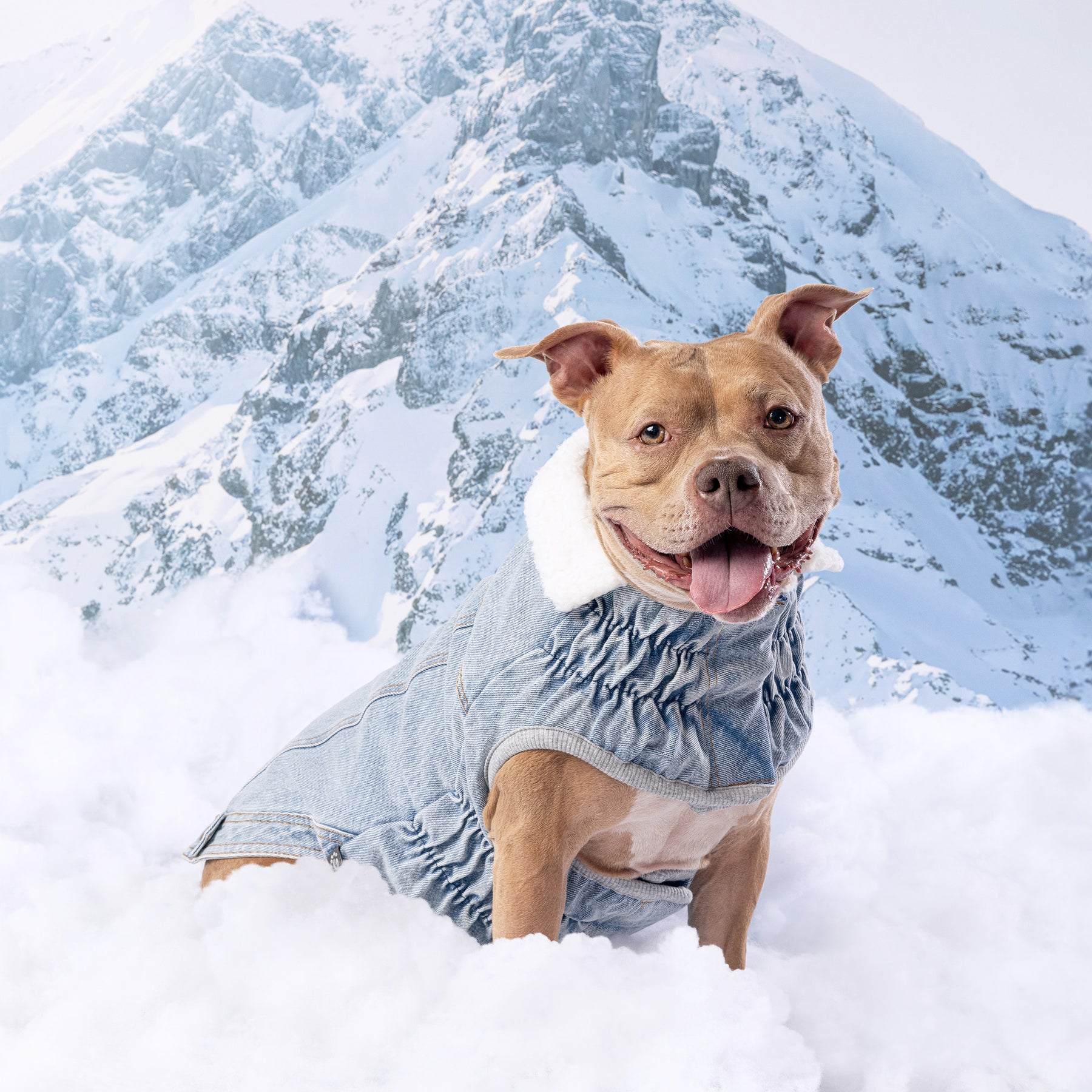 Northside Denim Dog Jacket | Light Wash