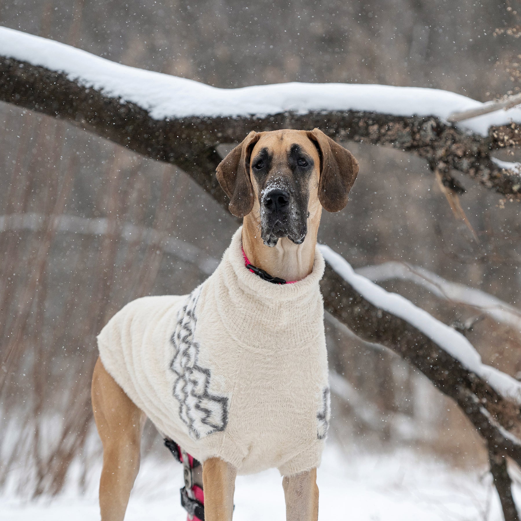 Pull pour chien flou | Sable