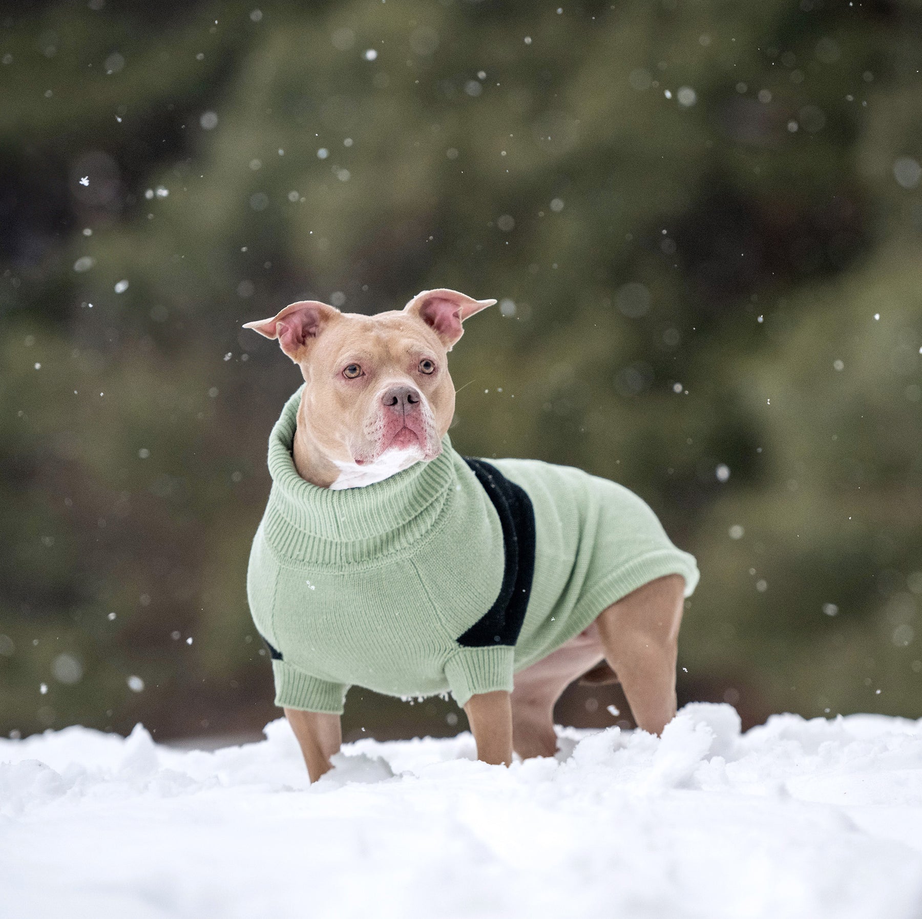 Catalyst Dog Sweater | Green