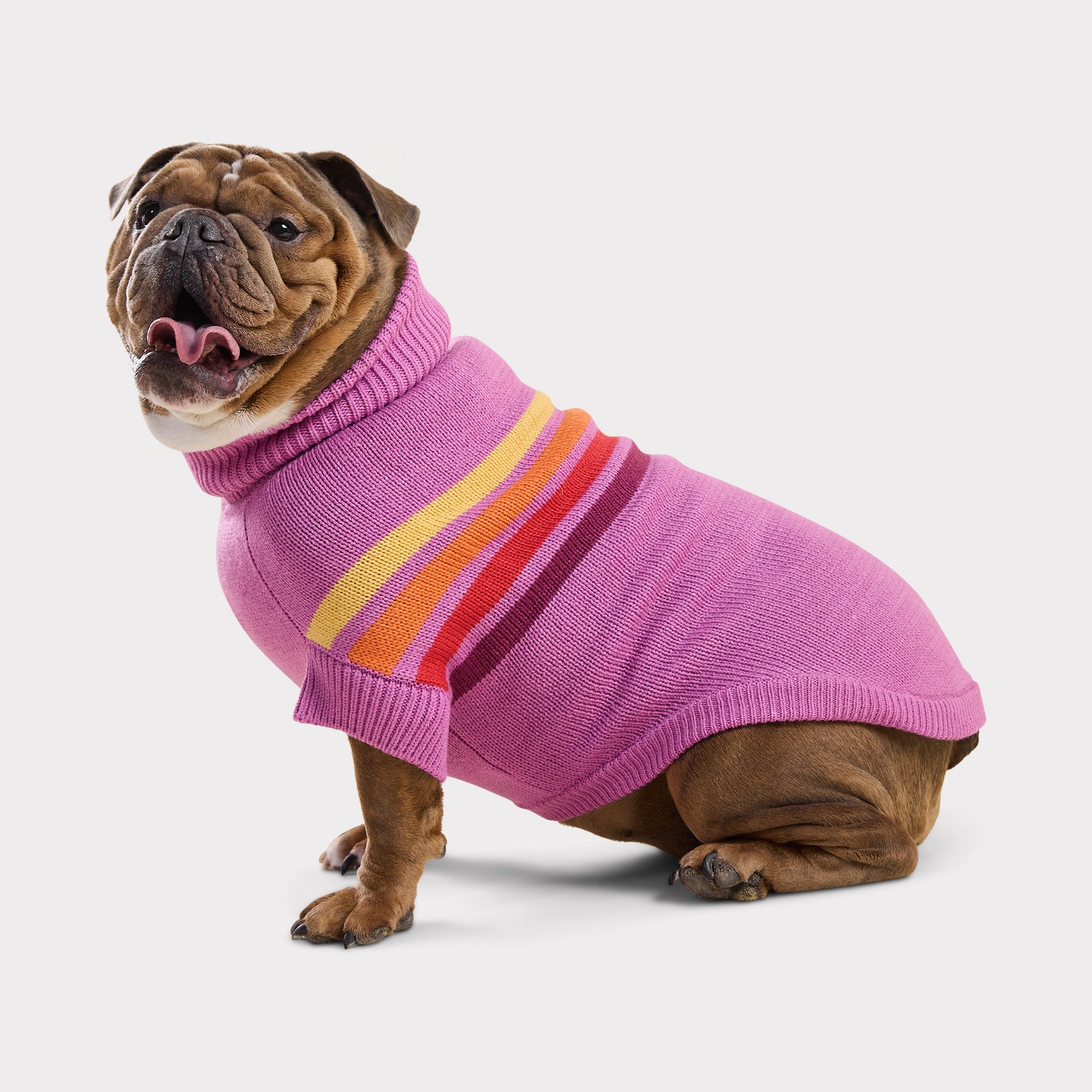 Dog wearing a pink sweater with colorful stripes on a white background