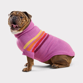 Dog wearing a pink sweater with colorful stripes on a white background