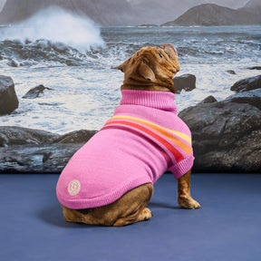 Dog wearing a pink sweater with a striped pattern standing on a rocky beach with waves crashing in the background.
