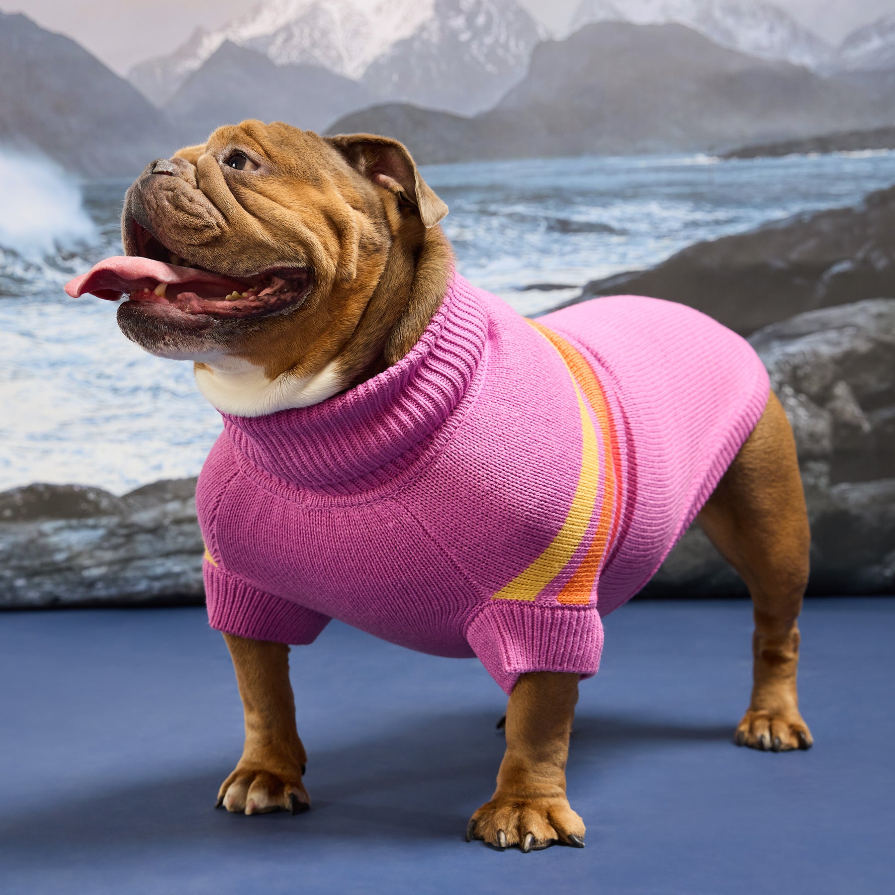 Dog wearing a pink sweater with a mountainous landscape in the background
