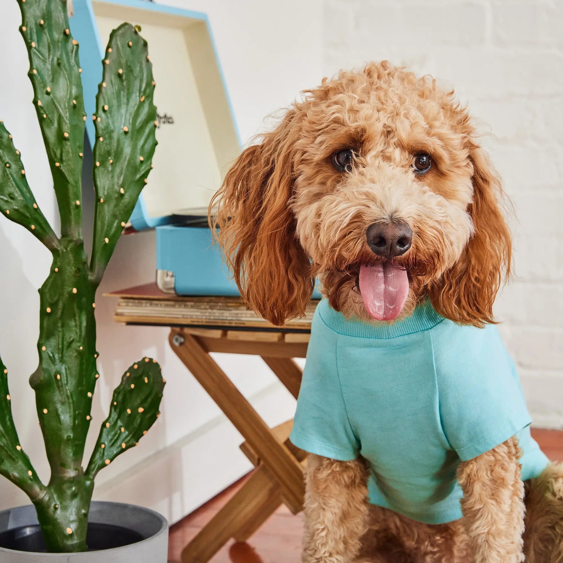Graphic Tee Dog T-Shirt | Heather Aqua GF PET Apparel GF Pet Official Online Store