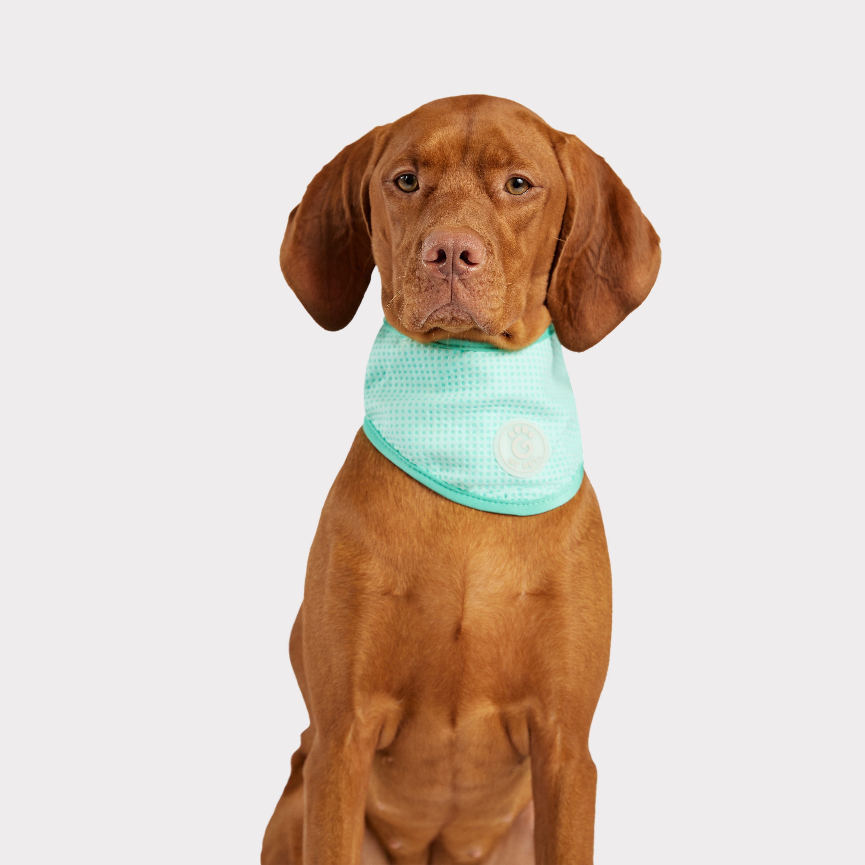 Dog Cooling Bandana — GF PET® ICE BAND® - Evaporative Cooling Bandana