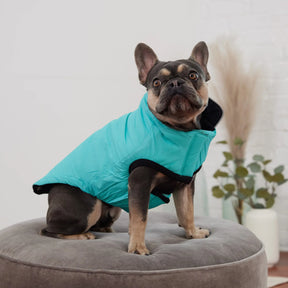 Reversible Chalet Dog Jacket | Black / Neon Aqua GF PET Apparel GF Pet Official Online Store