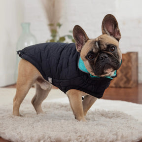 Reversible Chalet Dog Jacket | Black / Neon Aqua GF PET Apparel GF Pet Official Online Store