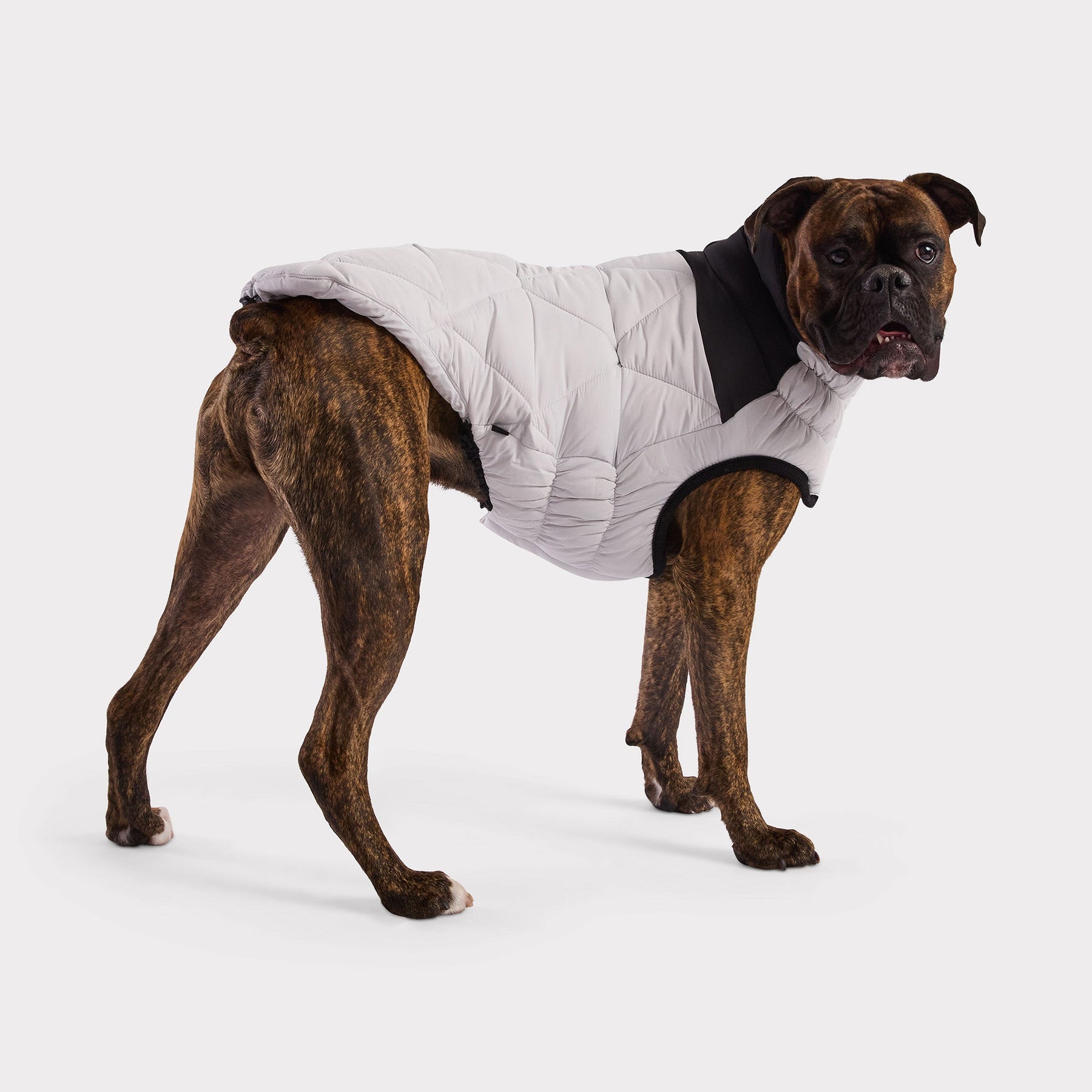 Storm Glide Parka | Frozen Tide GF Pet Official Online Store Apparel GF Pet Official Online Store