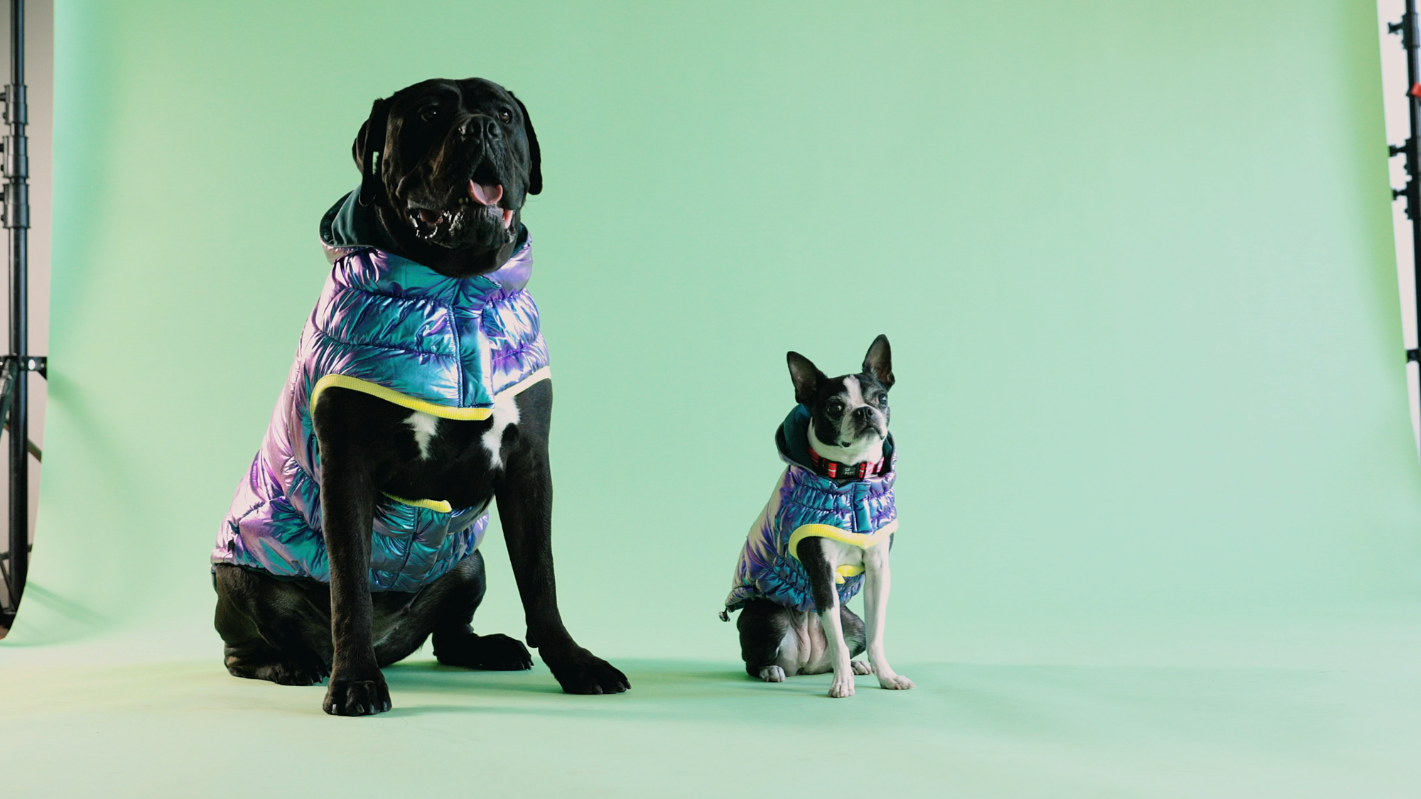 Dogs clothes top shop near me