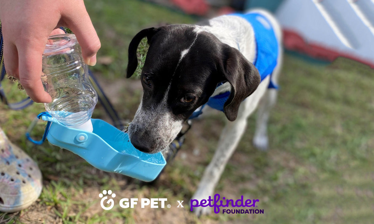 Pet Rinder GF Pet X Petfinder Foundation