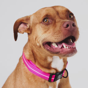 Reflective Dog Collar | Neon Pink