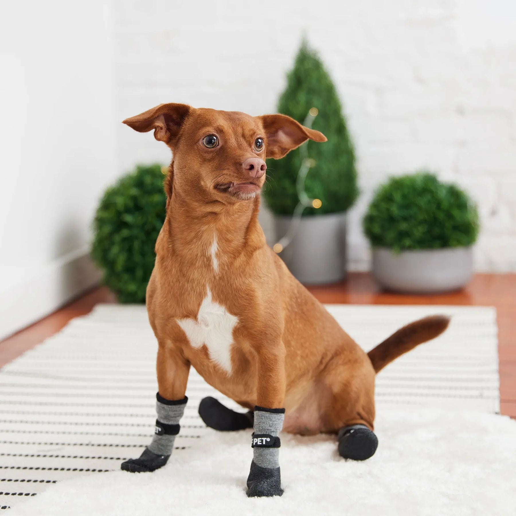 Best Dog Paw Protection in Winter or How to Protect Your Dog's Feet in 4  Easy Steps - Dog Trotting