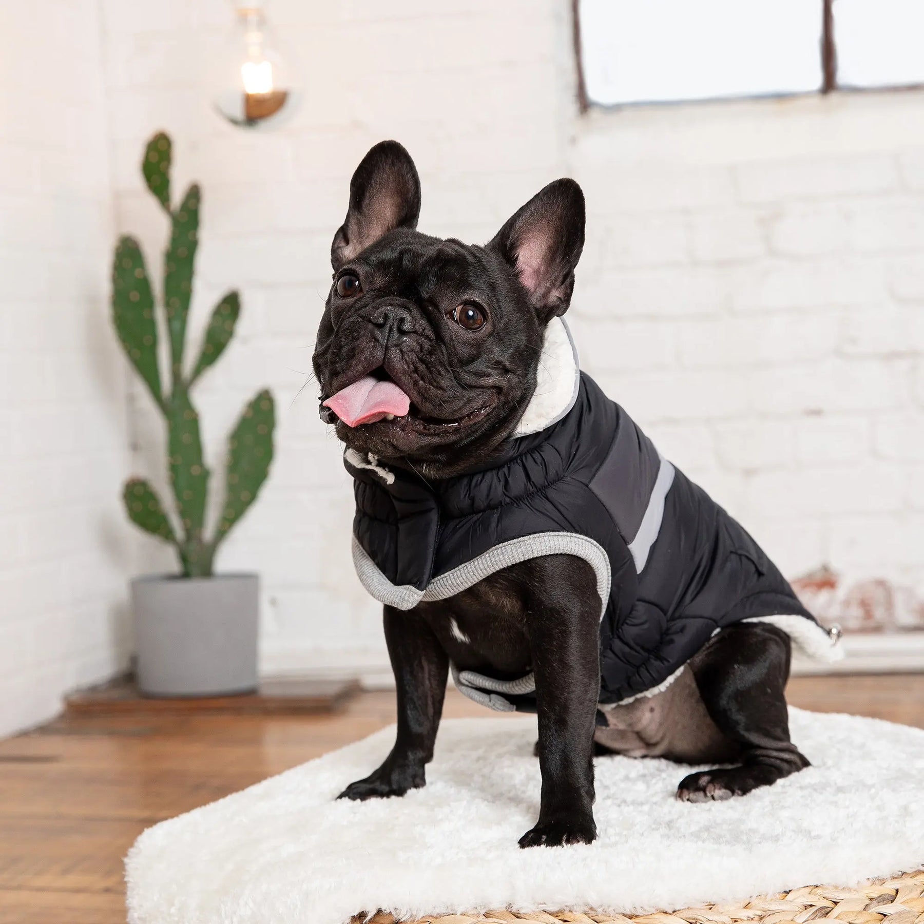 Gondola Base Layer for Dogs  Charcoal - GF Pet Official Online Store