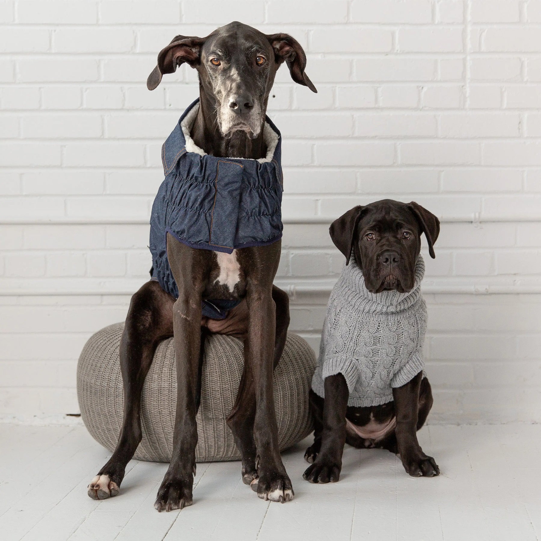 Top 5 Dog Sweaters For Small Breeds: Cozy & Stylish Reviews