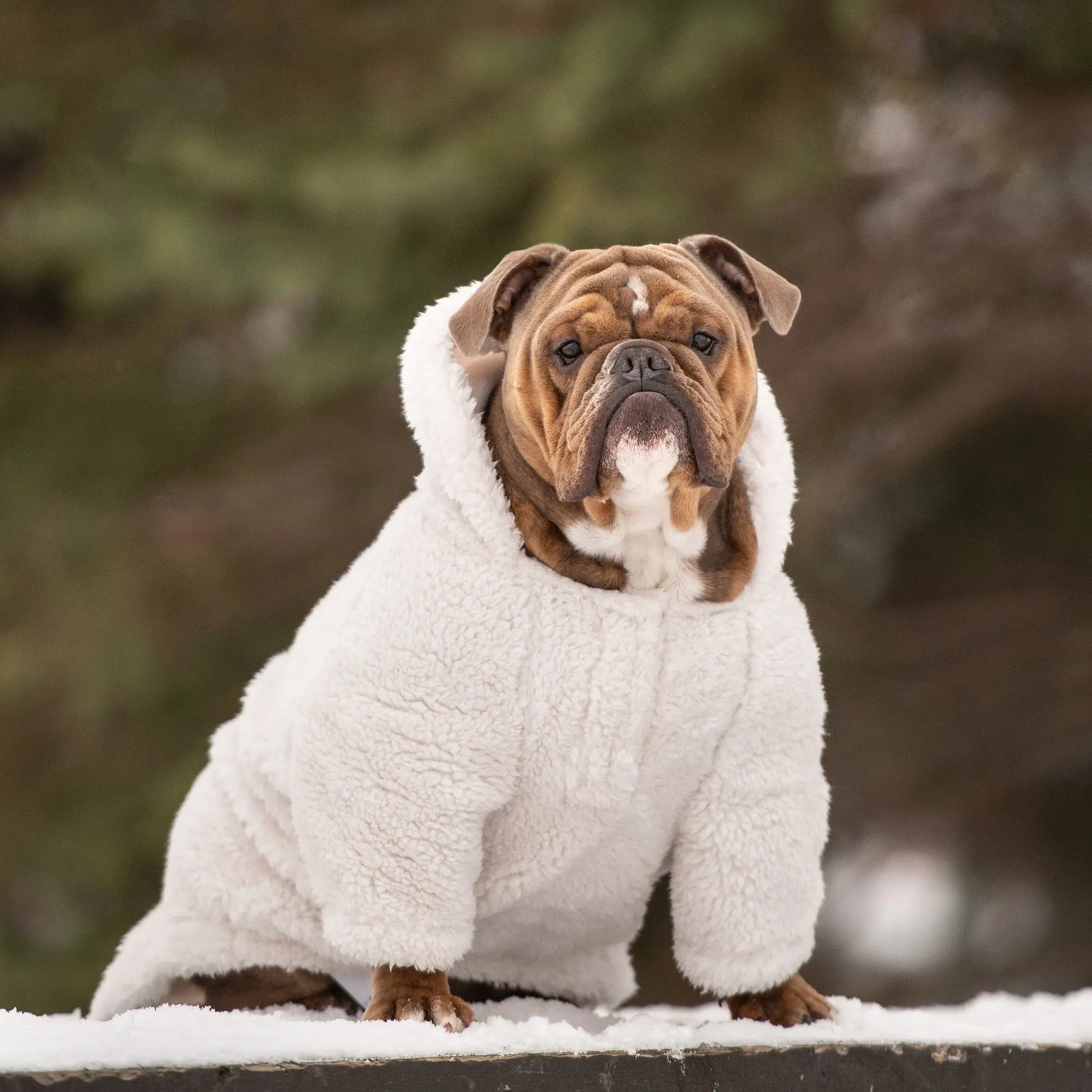 Cozy Dog Hoodie | Off White GF PET Apparel GF Pet Official Online Store
