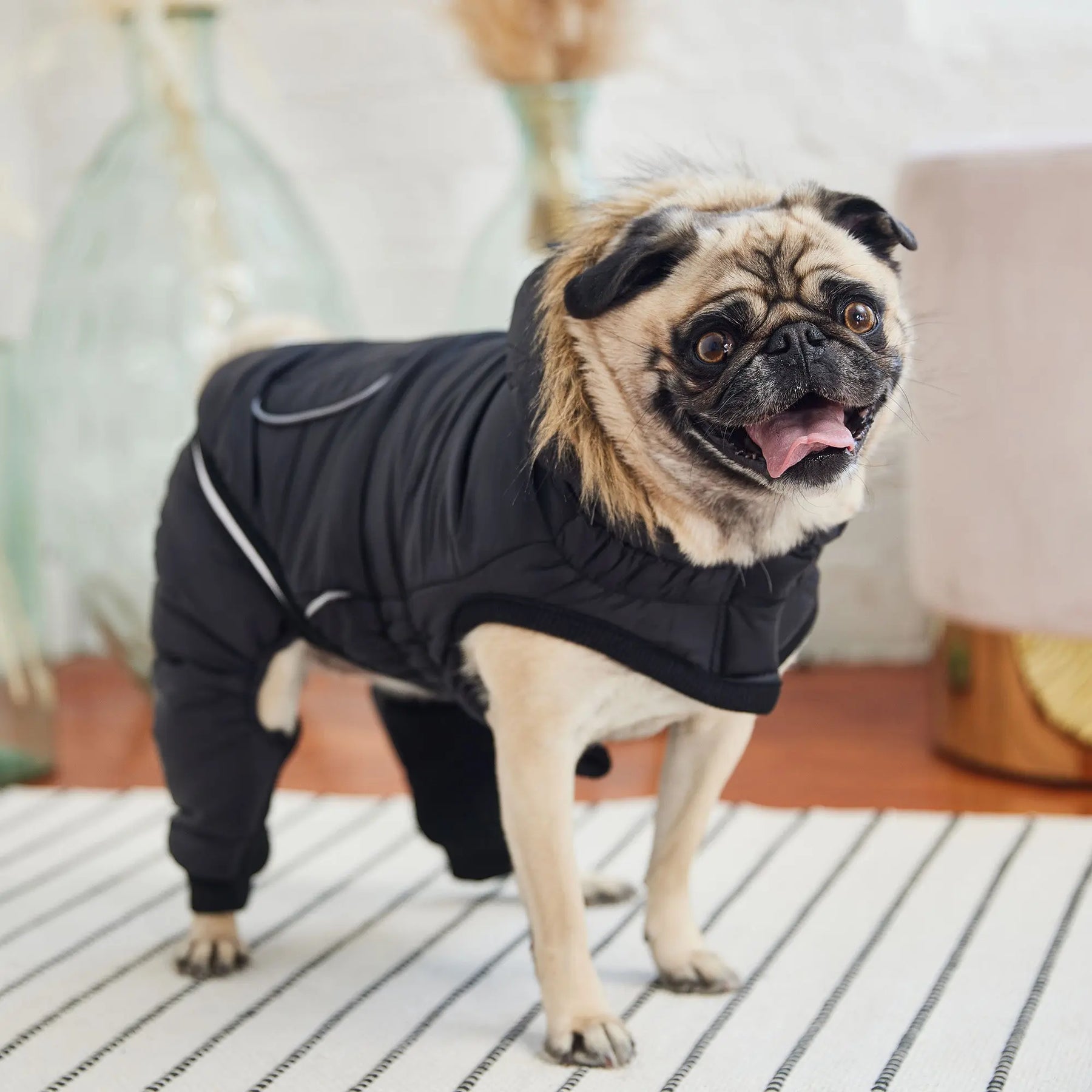 Creekside Dog Snowsuit | Black GF PET Apparel GF Pet Official Online Store