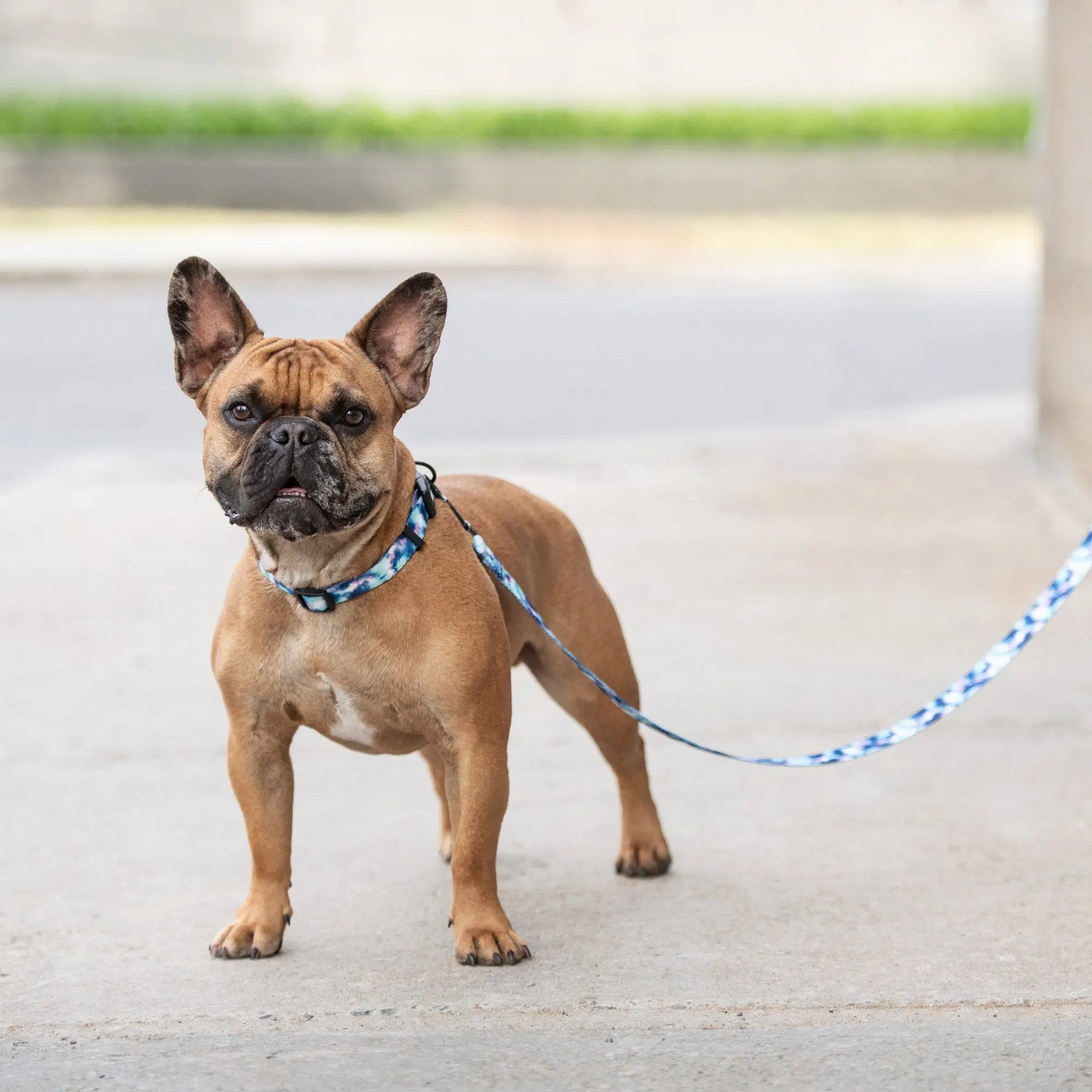 Dog Leash | Tie-Dye GF PET