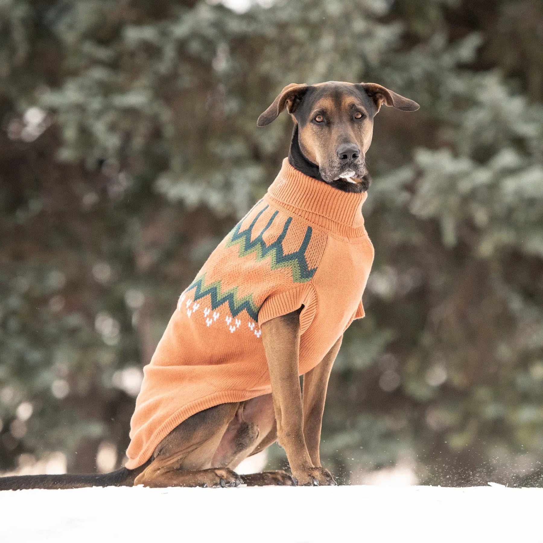 Heritage Dog Sweater | Hazel GF PET Apparel GF Pet Official Online Store