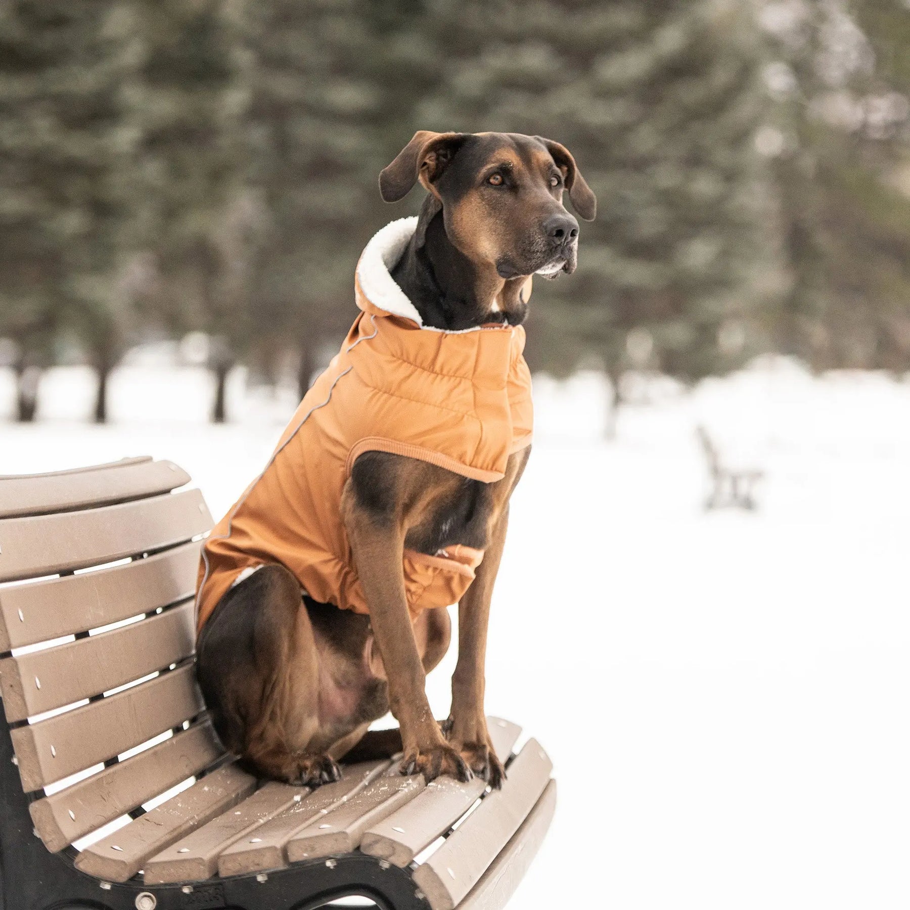 Insulated Dog Raincoat with Hood — Hazel