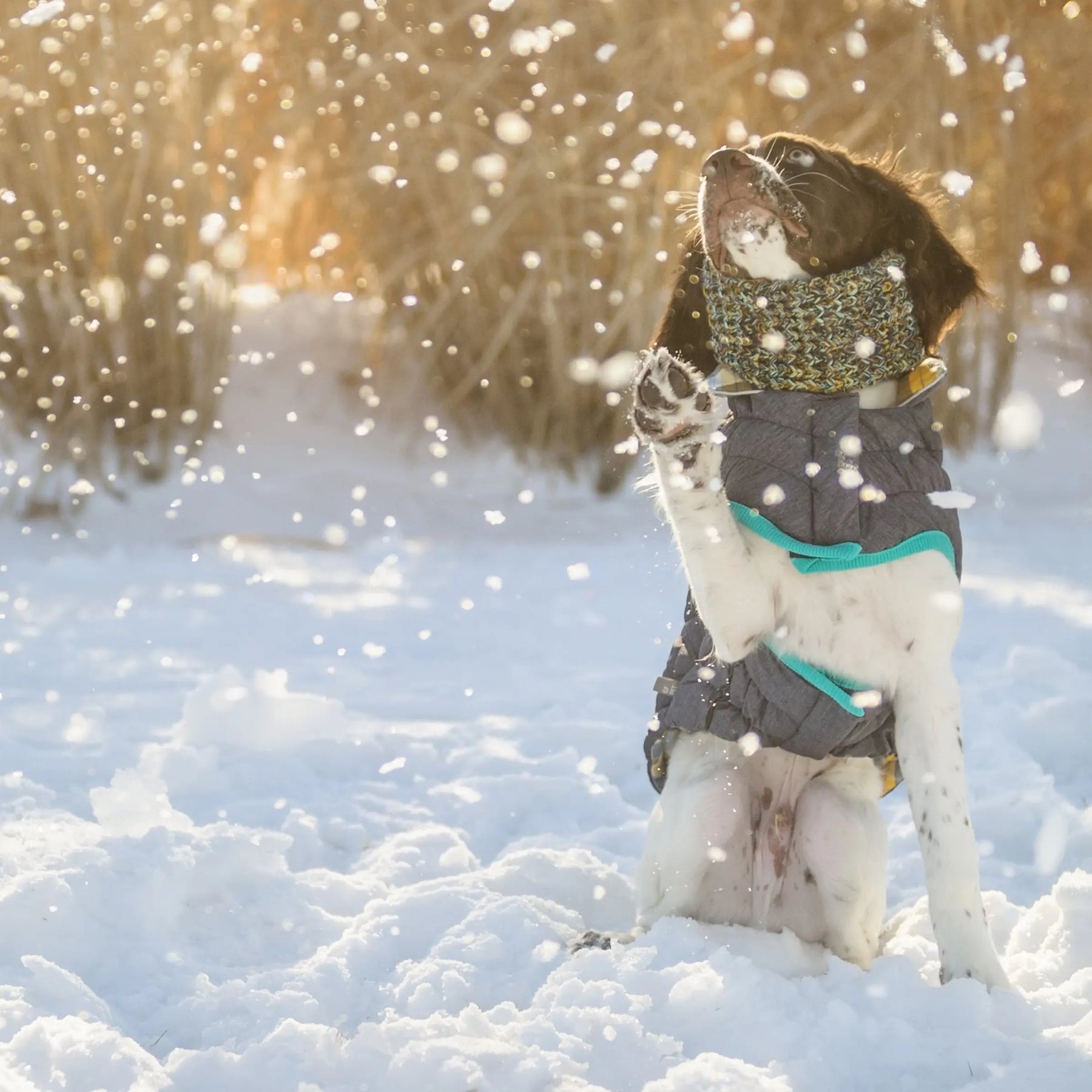 RV Trail Jacket GF PET